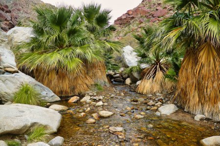 Photo for Clear spring and California fan palms in the oasis of Palm Canyon, San Ysidro Mountains, Anza-Borrego Desert State Park, California, USA - Royalty Free Image