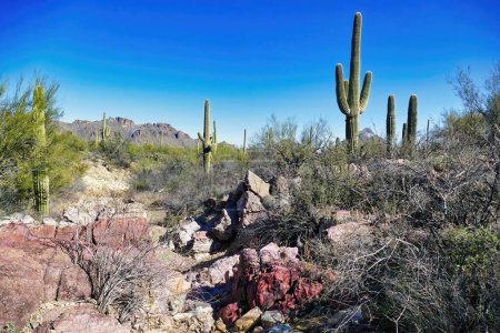 Wüstenlandschaft mit Felsen, Saguaros und anderer Wüstenvegetation in der Sonora-Wüste des Saguaro-Nationalparks in der Nähe von Tucson, Arizona, USA. 