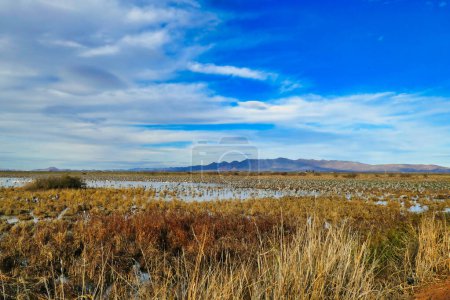 Téléchargez les photos : Des milliers de grues du Canada (Grus canadensis) à Whitewater Draw, dans le sud de Sulphur Springs Valley près de McNeal, Arizona, USA - en image libre de droit
