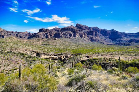Téléchargez les photos : Desert landscape along the Ajo Mountain Drive, a loop dirt road through Organ Pipe Cactus National Monument in the Sonoran desert of south Arizona, États-Unis - en image libre de droit