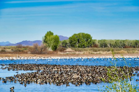 Téléchargez les photos : Des centaines de canards et d'oies migrateurs dans un lac de la réserve faunique de Cibola, dans la plaine inondable du fleuve Colorado en Arizona, à la frontière avec la Californie, États-Unis. - en image libre de droit