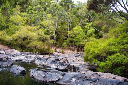 Téléchargez les photos : Raide, lit rocheux dans une forêt dense : le ruisseau Lefroy dans la forêt de Karri du parc national de Gloucester près de Pemberton, Australie occidentale - en image libre de droit