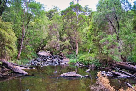 Pequeño lago en el arroyo Lefroy en el bosque karri del Parque Nacional Gloucester cerca de Pemberton, Australia Occidental