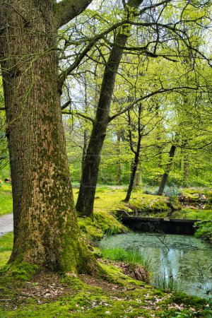 Téléchargez les photos : Chênes aux feuilles de printemps fraîches et paisible étang dans le parc Vijversburg, Tietjerk, Frise, Pays-Bas - en image libre de droit