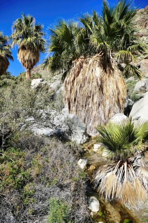 Photo for Huge palm trees in an oasis along the Hellhole Canyon Trail, Borrego Springs, Anza-Borrego Desert State Park, California, USA - Royalty Free Image