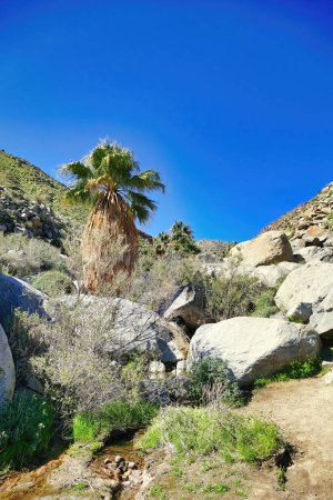 Photo for Palm trees, huge boulders and a small river in an oasis along the Hellhole Canyon Trail, Borrego Springs, Anza-Borrego Desert State Park, California, USA - Royalty Free Image