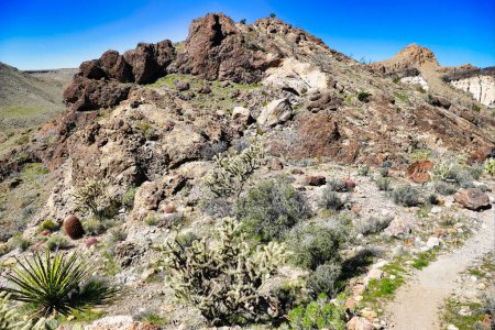 Téléchargez les photos : Rochers volcaniques avec cactus, cholla et autres végétaux désertiques le long du sentier Barber Peak dans les montagnes de la Providence, réserve nationale de Mojave, Californie, États-Unis - en image libre de droit
