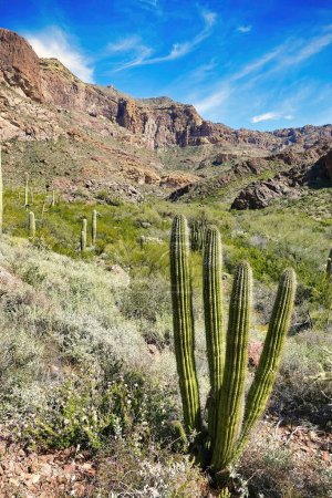 Téléchargez les photos : Tuyau d'orgue cactus (Lemaireocereus thurberi) dans une vallée dans la pipe d'orgue Cactus National Monument in the Ajo Mountains, southern Arizona, USA - en image libre de droit
