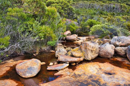 Téléchargez les photos : Petit ruisseau de montagne traversant une végétation arbustive dense et surplombant du granit couvert de lichens, parc national du Cap Le Grand, Australie-Occidentale. - en image libre de droit
