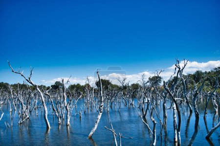 Because of deforestation, more water seeped into a former swamp, forming a lake and killing the trees. Woody Lake, Esperance, Western Australia.