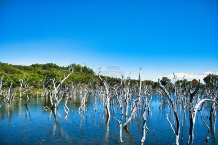 Téléchargez les photos : En raison de la déforestation, plus d'eau s'est infiltrée dans un ancien marécage, formant un lac et tuant les arbres. Woody Lake, Espérance, Australie-Occidentale. - en image libre de droit