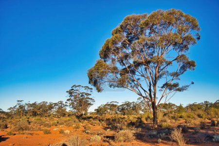 Typisch australisches Outback mit roter Erde, niedriger Wüstenvegetation und hohen Eukalyptusbäumen. Region Kalgoorlie, Westaustralien
