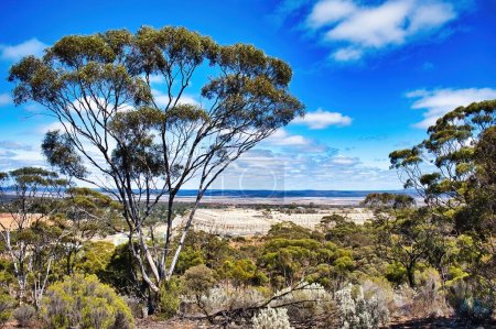 Téléchargez les photos : Vue de Beacon Hill à Norseman, Australie-Occidentale, au premier plan un merrit (eucalyptus flocktoniae), en arrière plan le dépotoir de résidus d'une mine d'or - en image libre de droit