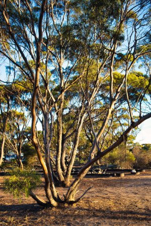 Téléchargez les photos : Mallee eucalyptus dans la forêt ouverte des Great Western Woodlands en Australie occidentale - en image libre de droit