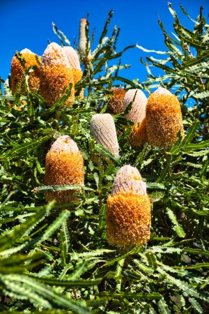 Téléchargez les photos : Épis de fleurs d'un acorne banksia ou orange banksia (banksia prionotes) dans le parc national de Badgingarra, Australie occidentale - en image libre de droit