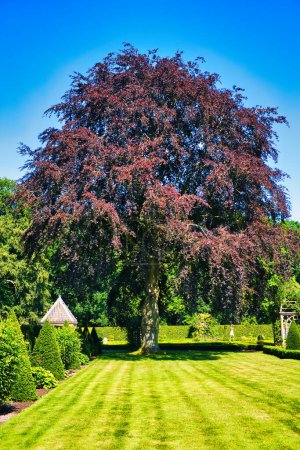 Téléchargez les photos : Beau vieux hêtre cuivré (Fagus sylvatica purpurea) dans une pelouse. - en image libre de droit