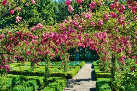 Tunnel aus blühenden Rosen in einem formellen Garten mit Buchshecken an einem sonnigen Sommertag. Menkemaborg, Uithuizen, Groningen, Niederlande