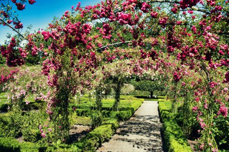 Téléchargez les photos : Tunnel de roses fleuries dans un jardin formel avec des haies en boîte par une journée d'été ensoleillée. Menkemaborg, Uithuizen, Groningue, Pays-Bas - en image libre de droit