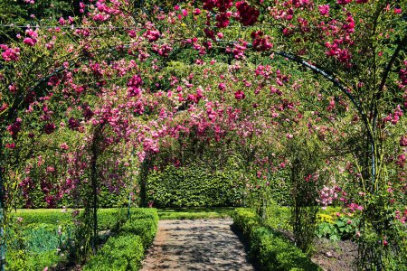 Photo for Tunnel of flowering roses in a formal garden with box hedges on a sunny summer day. Menkemaborg, Uithuizen, Groningen,  the Netherlands - Royalty Free Image