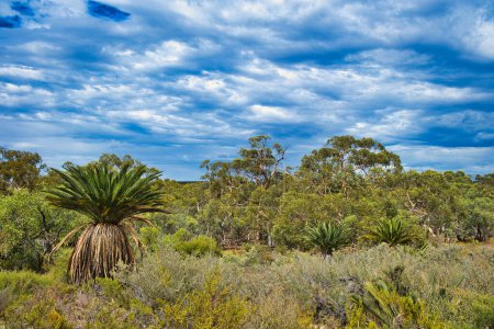 Photo for Outback vegetation with Macrozamia riedlei (zamia or zamia palm), wandoo eucalyptus and dry bushland in Badgingarra National Park, Western Australia - Royalty Free Image