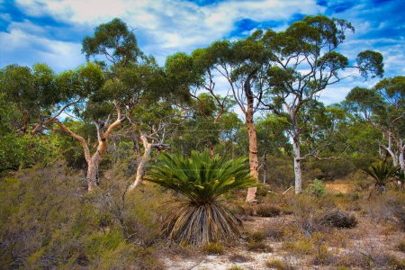 Photo for Macrozamia riedlei (zamia or zamia palm), Eucalyptus wandoo and low outback bushes in Badgingarra National Park, Western Australia - Royalty Free Image