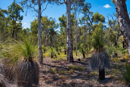 Téléchargez les photos : Herbiers (Xanthorrhoea) avec troncs noirs dans la forêt natale avec jarrah, marri et écorces de poudreuse dans le parc national de la vallée de l'Avon, près de Perth, Australie occidentale. - en image libre de droit