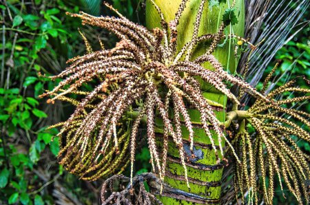 Téléchargez les photos : Graines du palmier nikau (Rhopalostylis sapida), le seul palmier indigène de Nouvelle-Zélande - en image libre de droit