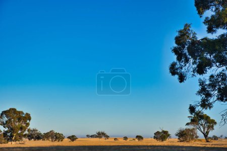 Téléchargez les photos : Terrain agricole plat avec eucalyptus dispersés par une chaude journée d'été dans l'extrême ouest de l'Australie, au nord du parc national de Stirling Range - en image libre de droit