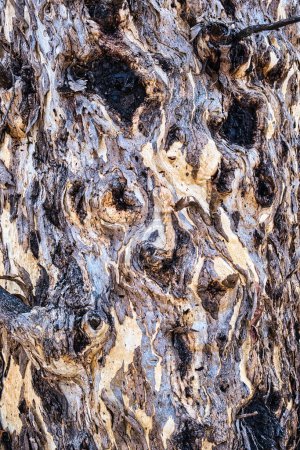 Téléchargez les photos : Texture d'écorce d'un vieux wandoo eucalyptus (gomme blanche) dans une forêt d'Australie occidentale - en image libre de droit