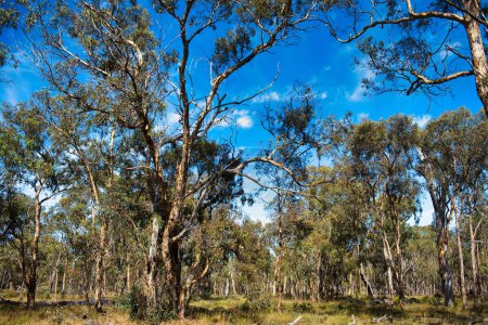 Téléchargez les photos : Forêt ouverte d'eucalyptus wandoo (gomme blanche), une communauté écologique gravement menacée, dans le comté de Cranbrook, dans la ceinture de blé de l'Australie occidentale - en image libre de droit