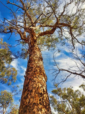 Téléchargez les photos : Énorme wandoo eucalyptus (gomme blanche) avec écorce écailleuse dans une forêt wandoo, une communauté écologique en danger critique, dans le comté de Cranbrook dans la ceinture de blé de l'Australie occidentale - en image libre de droit