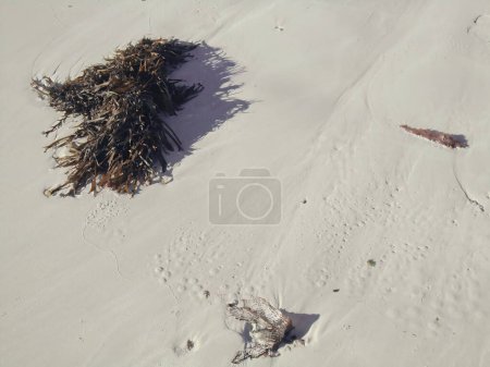 Téléchargez les photos : Composition abstraite de l'herbe marine sur le sable humide d'une plage - en image libre de droit