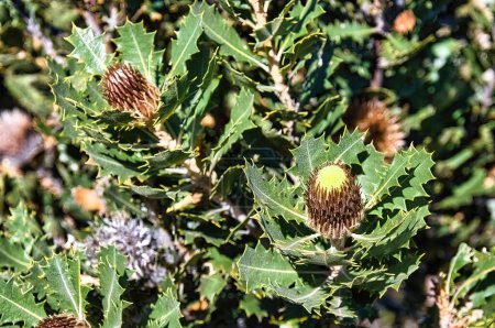 Foto de Hojas y flores de la banksia de hoja de roble (banksia quercifolia), una especie de arbusto endémico de la costa suroeste de Australia Occidental. - Imagen libre de derechos