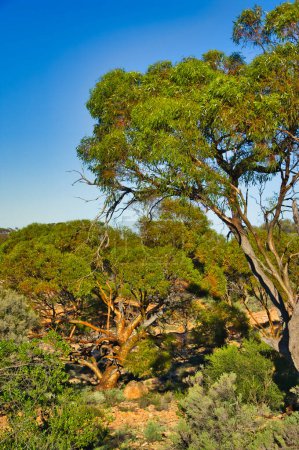 Téléchargez les photos : D'énormes vieux eucalyptus dans une oasis de l'outback ouest-australien. - en image libre de droit