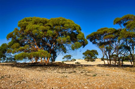 Tall, scattered eucalyptus trees in a dry, stony desert. Outback of Western Australia, north of Kalgoorlie