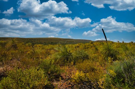 Téléchargez les photos : Paysage avec herbe et végétation arbustive verte dans le parc national Lesueur dans le Midwest de l'Australie occidentale. - en image libre de droit