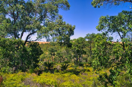 Téléchargez les photos : Paysage avec des eucalyptus, des graminées et de la végétation arbustive verte dans le parc national Lesueur dans la ceinture de blé de l'Australie occidentale. - en image libre de droit