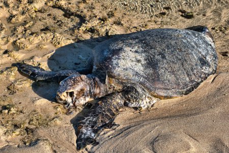 Téléchargez les photos : Corps mort en décomposition d'une tortue de mer sur une plage tropicale en Australie occidentale - en image libre de droit