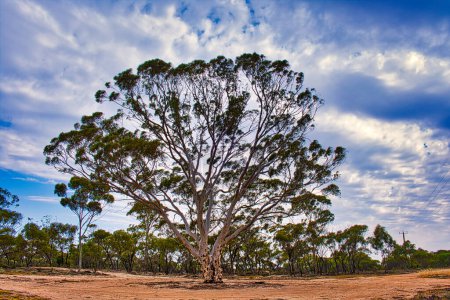 Téléchargez les photos : Gomme à saumon majestueuse (Eucalyptus salmonophloia), endémique dans le sud-ouest et le centre-ouest de l'Australie occidentale - en image libre de droit