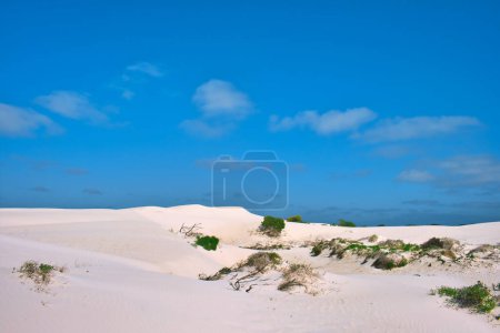 Téléchargez les photos : Dunes de sable blanc avec quelques buissons verts éparpillés sous un ciel bleu par une chaude journée d'été. Green Head area, Coral Coast, Australie-Occidentale - en image libre de droit
