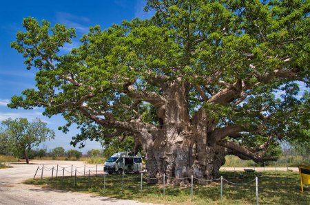 Foto de Campervan estacionado a la sombra del árbol de la prisión Baobab, Derby, Australia Occidental, un 1500 años de edad, hueco Adansonia gregorii, una vez utilizado como un encierro para los prisioneros aborígenes - Imagen libre de derechos