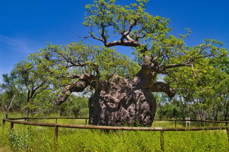 Foto de The Baobab Prison Tree, Derby, Western Australia, a 1500 años de edad, hueco Adansonia gregorii con una circunferencia de 14,7 m, una vez utilizado como un encierro para los prisioneros aborígenes - Imagen libre de derechos