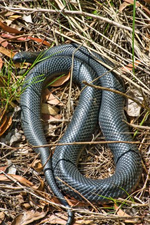Téléchargez les photos : Serpent noir à ventre rouge (Pseudechis porphyriacus) dans une forêt d'eucalyptus à Victoria, en Australie - en image libre de droit