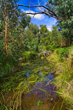 Téléchargez les photos : Ruisseau paisible avec de l'eau claire et de grandes plantes aquatiques dans une forêt dense d'eucalyptus. Stoney Creek dans le parc national Brisbane Ranges, Victoria, Australie - en image libre de droit
