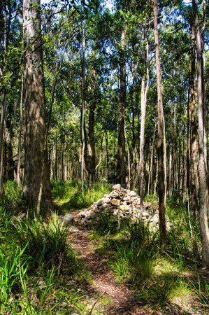 Téléchargez les photos : Piste de marche à travers la forêt d'eucalyptus du parc régional de Macédon, non loin de Melbourne, Victoria, Australie. - en image libre de droit