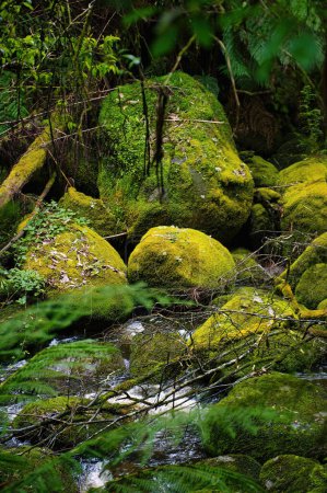 Foto de Luz cayendo sobre rocas cubiertas de musgo en un arroyo de montaña en un bosque oscuro - Imagen libre de derechos