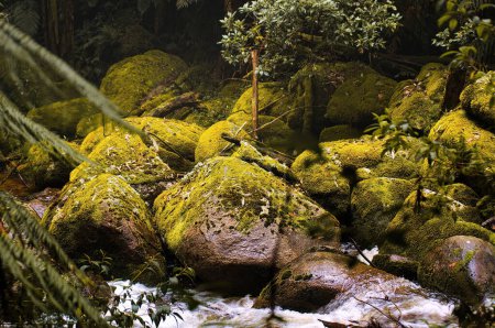 Foto de Luz cayendo sobre rocas cubiertas de musgo en un arroyo de montaña en un bosque oscuro - Imagen libre de derechos