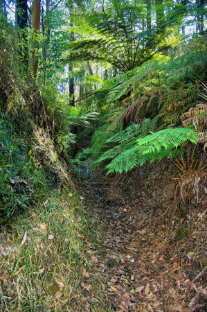 The Richards Tramway Walk to Starvation Creek follows the route of an old logging tramline in the Warburton Valley, Yarra Ranges, Victoria, Australia