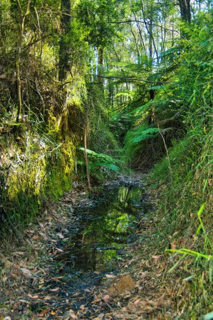 Schlammiger Fußweg durch einen Kaugummiwald in Victoria, Australien. Richards Tramway Walk, eine alte Holzstraßenbahn im Warburton Valley, Yarra Ranges
