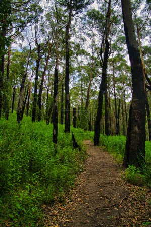 Téléchargez les photos : Sentier pédestre dans une forêt australienne en pleine régénération, un an après un incendie dévastateur. Les arbres carbonisés poussent à nouveau, et il y a un sous-bois de plantes herbacées vertes fraîches. - en image libre de droit
